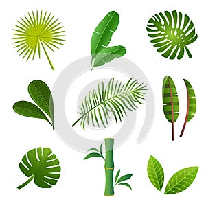 Green tropical leaves set. Tropical plants set.