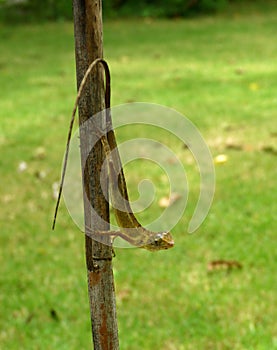 Green tropical lezard in Thailand