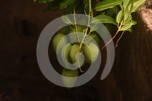 Green tropical Mango fruit in a bunch over a fence