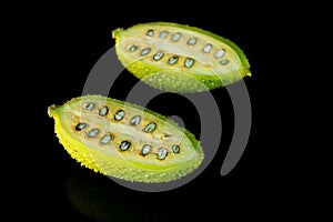 Green tropical momordica charantia or Chinese bitter gourd on black background