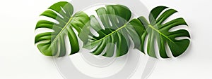 Green tropical monstera leaves. White background, top view. Banner, white background