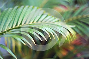 Green tropical palm leaf with shadow on white wall