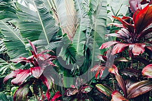 Green tropical palm leaves against blue sky background.