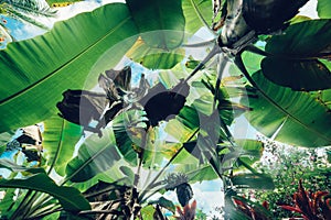 Green tropical palm leaves against blue sky background.