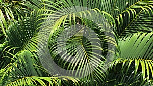 Green tropical palm leaves slowly swaying background