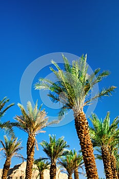 Green tropical palm trees over clear blue sky. Summer and travel concept. Holiday background. Palm leaves and branches