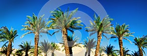 Green tropical palm trees over clear blue sky. Summer and travel concept. Holiday background. Palm leaves and branches