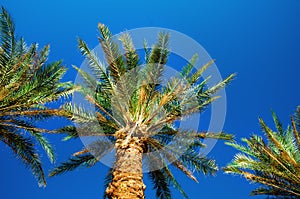 Green tropical palm trees over clear blue sky. Summer and travel concept. Holiday background. Palm leaves and branches