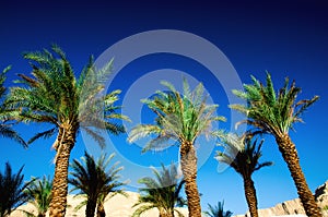 Green tropical palm trees over clear blue sky. Summer and travel concept. Holiday background. Palm leaves and branches