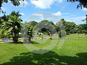 Green tropical park Surinam