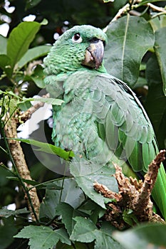 Green Tropical Parrot