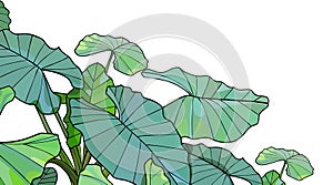 Green tropical plant alocasia with large leaves on a white background