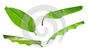 Green tropical plant banana leaves set isolated on white background, path
