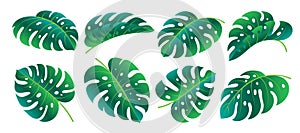 Green tropical plant branch Monstera leaf icon set