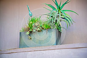 Green tropical plant in gray metal planter box on an urban or suburan mantle in the front yard with brown stucco home photo
