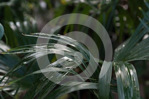 Green tropical plants with drops of dew.