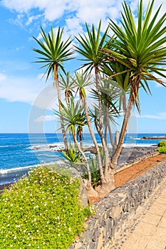 Green tropical plants on promenade at beach in Puerto de la Cruz, Tenerife, Canary Islands, Spain