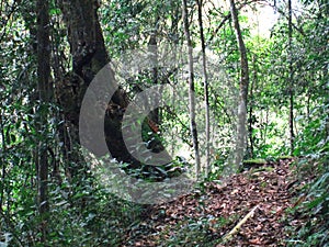 Green tropical rainforest background