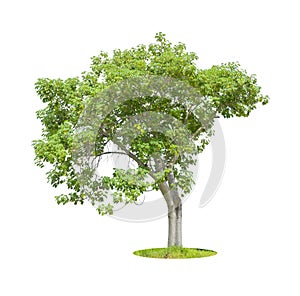 Green tropical tree isolated on white background