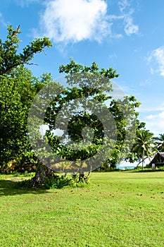 Green tropical tree : Sea Almond Terminalia catappa