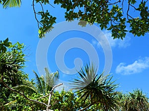 The green tropical trees top in forest blue sky and sun beams shining through leaves. Bottom view. Copy space