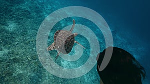 Green tropical turtle swimming with girl in clear blue sea. Beautiful underwater swimming freediver and turtle in