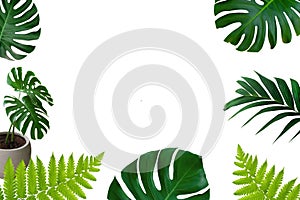 Green tropical vine leaves plant monstera and fern frame layout on white background