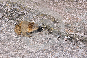 Green true toad sitting on the asphalt road