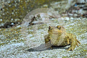 Green true toad sitting on the gray asphalt road