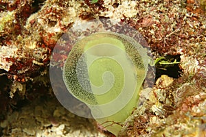 Green Tube Tunicate