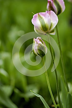 Green Tulip