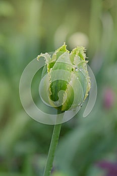 Green tulip bud with leaves. Tulip viridiflora Green Jay