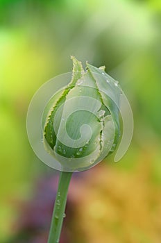 Green tulip bud with leaves. Tulip viridiflora Green Jay