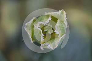 Green tulip bud with leaves. Tulip viridiflora Green Jay