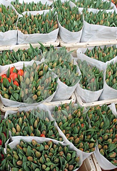 Green tulip burgeons in market