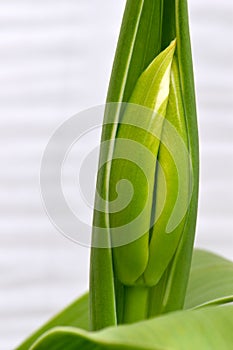 Green Tulip Flower Bud Solo 02