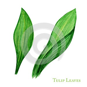 Green tulip leaf set, hand drawn watercolor botanical illustration. Beautiful grass. Leafs element isolated on white