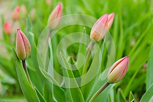 Green Tulip with red bud growing. Nature awakening, first flowers, thaw, looking for spring