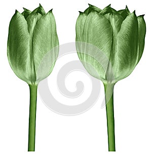 Green tulips. Flowers on a black  isolated background with clipping path.  Closeup.  no shadows.  Buds of a tulips on a green stal