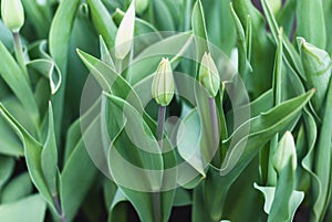 Green tulips with unopened buds in early spring