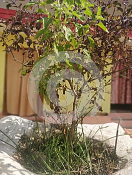 A green tulsi plant worship in a indian house garden