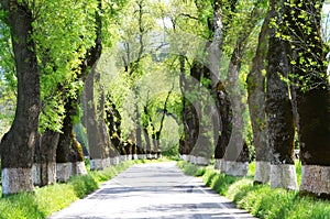 Green tunel forest clean road ,Portugal