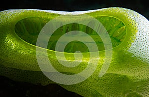 A green tunicate