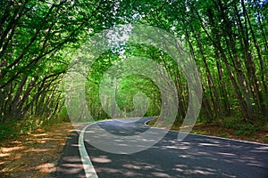 Green tunnel