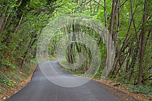 Green tunnel