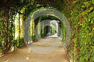 The green tunnel