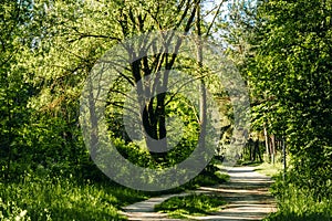 Green tunnel bamboos real nature, green background