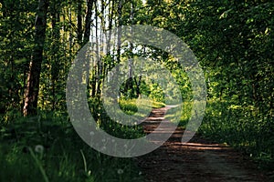 Green tunnel bamboos Real nature, green forest