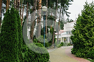 Green tunnel bamboos Vegetative background, landscape