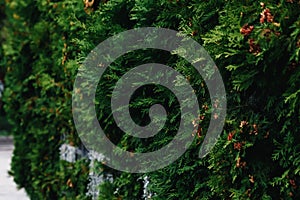 Green tunnel bamboos Vegetative background, landscape